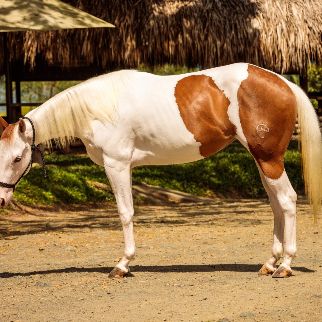 • I S A B E L A • S A L A Z A R -3886