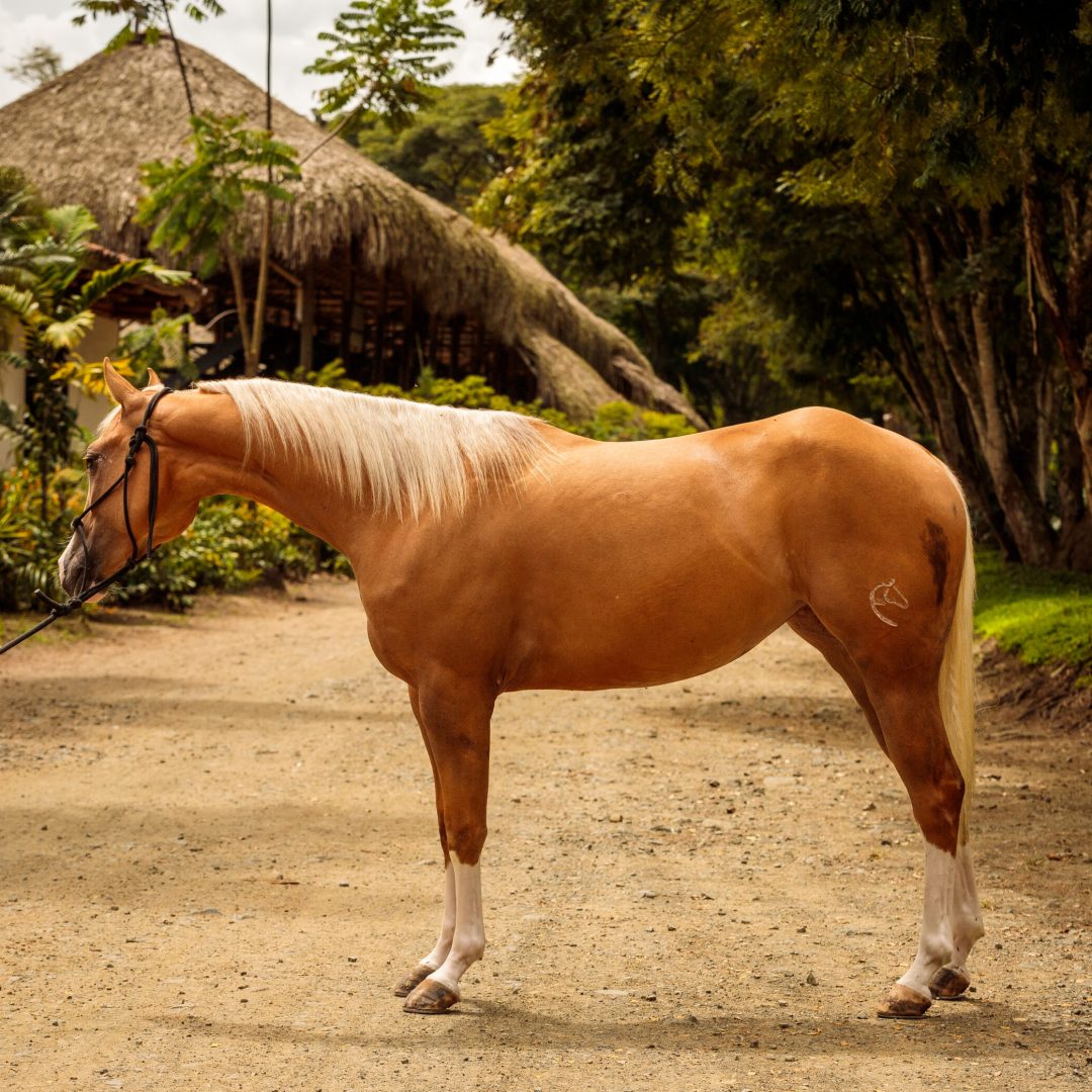 • I S A B E L A • S A L A Z A R -4078